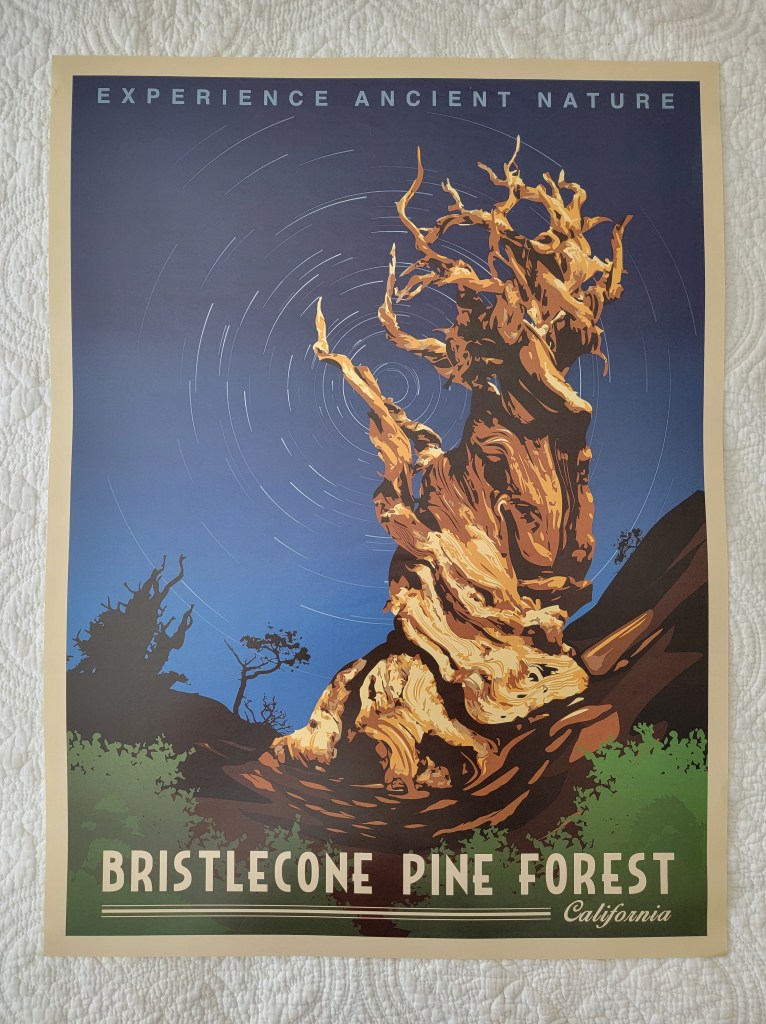 Brsitlecone Pine Forest Experience Ancient Nature 
California Poster